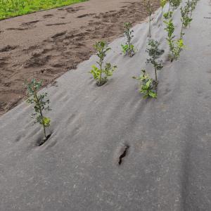 Bioweedstop for tree nursey