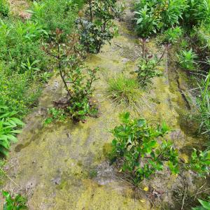 Bioweedstop for tree nursey