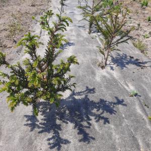 Bioweedstop pour pépiniéres