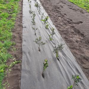 Bioweedstop voor boomkwekerij