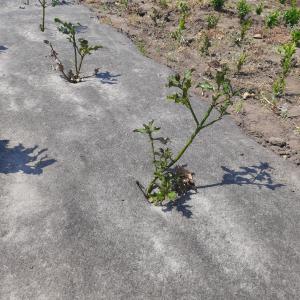 Bioweedstop voor boomkwekerij