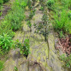 Bioweedstop voor boomkwekerij