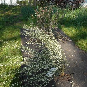 biologische onkruid en erosiebescherming