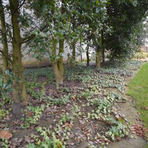 natrual aspect of biocovers weedstop