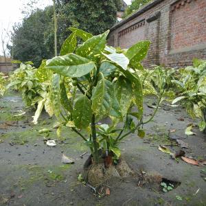 natural aspect of biocovers weedstop